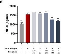 Fig.7.D showing Enzyme-linked immunosorbent assay from the publication: Fosgonimeton, a Novel Positive Modulator of the HGF/MET System, Promotes Neurotrophic and Procognitive Effects in Models of Dementia.