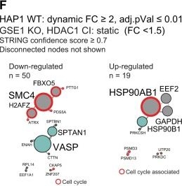 Fig.4.F from the publication: GSE1 links the HDAC1/CoREST co-repressor complex to DNA damage.
