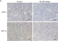 CD31 Antibody (PECAM-1) (D8V9E) XP® Rabbit mAb | Cell