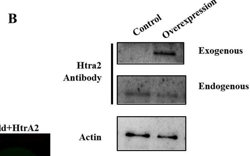 Fig.6.B showing Western Blotting in a Mus musculus (House mouse) sample from the publication: Insufficient HtrA2 causes meiotic defects in aging germinal vesicle oocytes.