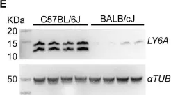 Fig.2.E showing Western Blotting from the publication: Delivering genes across the blood-brain barrier: LY6A, a novel cellular receptor for AAV-PHP.B capsids.
