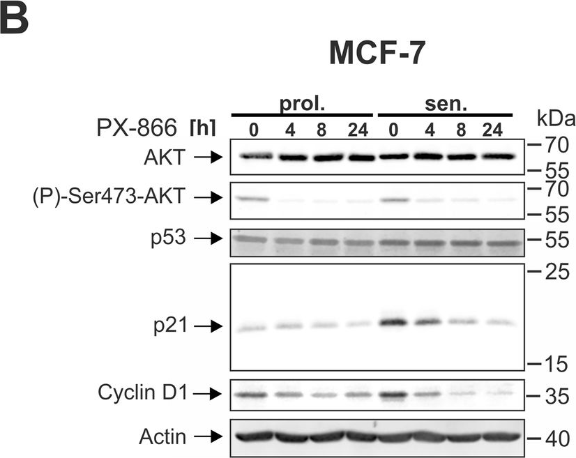 Fig.5.B showing Western Blotting from the publication: Combined inhibition of class 1-PI3K-alpha and delta isoforms causes senolysis by inducing p21WAF1/CIP1 proteasomal degradation in senescent cells.