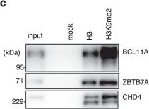 Fig.5.C showing Western Blotting in a Homo sapiens (Human) sample from the publication: A specific G9a inhibitor unveils BGLT3 lncRNA as a universal mediator of chemically induced fetal globin gene expression.