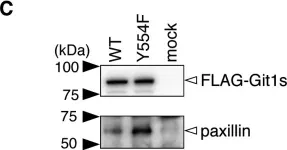 Fig.1.C showing Western Blotting in a Homo sapiens (Human) sample from the publication: Specific dephosphorylation at tyr-554 of git1 by ptprz promotes its association with paxillin and hic-5.
