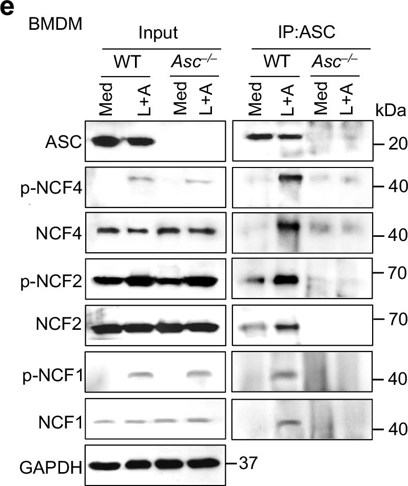Fig.1.E showing Western Blotting from the publication: NCF4 attenuates colorectal cancer progression by modulating inflammasome activation and immune surveillance.