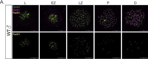 Fig.7.A showing Immunocytochemistry-immunofluorescence from the publication: Distinct cellular and reproductive consequences of meiotic chromosome synapsis defects in syce2 and sycp1 mutant zebrafish.