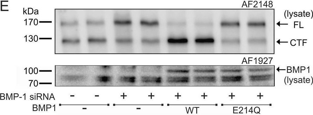Fig.3.E showing Western Blotting in a Homo sapiens (Human) sample from the publication: Proteolysis of the low density lipoprotein receptor by bone morphogenetic protein-1 regulates cellular cholesterol uptake.