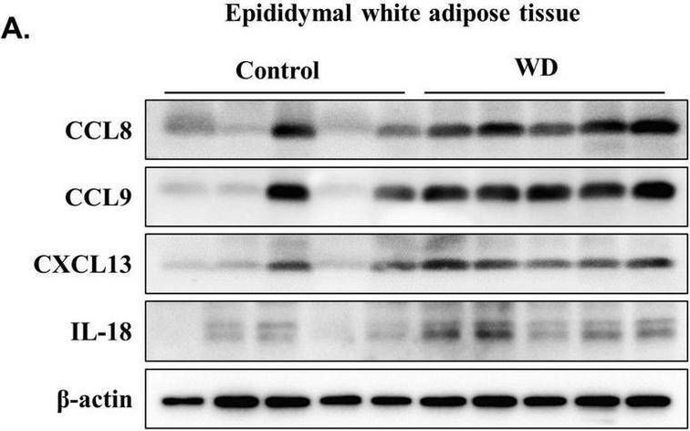 Fig.5.A showing Western Blotting from the publication: Western diet-induced visceral adipose tissue inflammation promotes Alzheimer's disease pathology via microglial activation in a mouse model.
