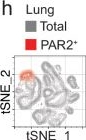 Fig.3.H showing Flow cytometry/Cell sorting from the publication: Atypical pericapillary Ly6G⁺Nur77⁺ macrophages initiate type-2 immune responses to allergens in the mouse lung.