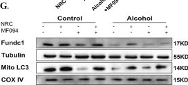 Fig.7.G showing Western Blotting in a Mus musculus (House mouse) sample from the publication: The therapeutic effect of nicotinamide riboside chloride on ameliorating alcohol-induced neuronal damage with a focus on mitochondrial unfolded protein response and mitophagy.