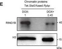 Fig.5.E showing Western Blotting from the publication: RYBP regulates selective genomic binding of TrxG and PcG components in embryonic stem cell fate control.
