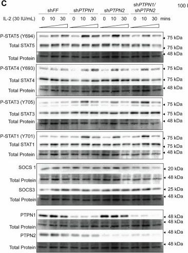 Fig.8.C showing Western Blotting from the publication: PTPN1/PTPN2 inhibition improves NK cancer therapy by enhancing IL-2 and mitigating TGFβ1 responses.
