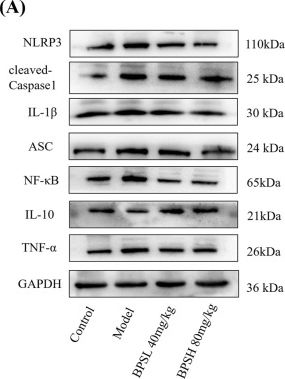 Fig.7.A showing Western Blotting from the publication: Balanophora polysaccharide improves renal injury and fibrosis in db/db diabetic nephropathy mice via NLRP3 inflammasome mediated inflammation.
