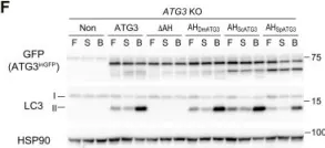 Fig.1.F showing Western Blotting from the publication: Unique amphipathic α helix drives membrane insertion and enzymatic activity of ATG3.