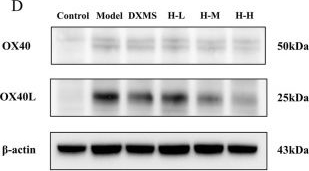 Fig.5.D showing Western Blotting in a Mus musculus (House mouse) sample from the publication: Effects of Huang-Lian-Jie-Du decoction on improving skin barrier function and modulating T helper cell differentiation in 1-chloro-2,4-dinitrobenzene-induced atopic dermatitis mice.