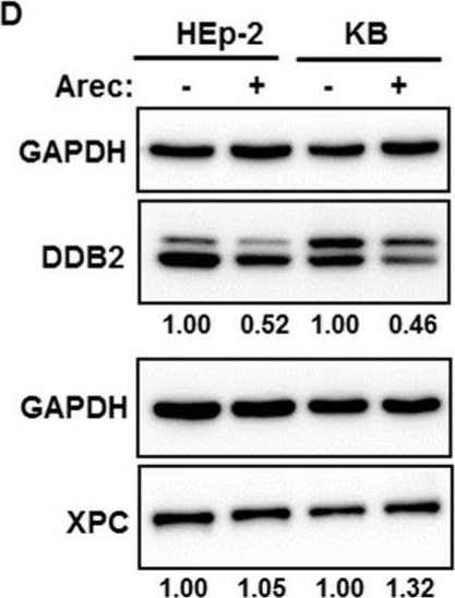 Fig.1.D showing Western Blotting in a Homo sapiens (Human) sample from the publication: Downregulation of the DNA Repair Gene DDB2 by Arecoline Is through p53's DNA-Binding Domain and Is Correlated with Poor Outcome of Head and Neck Cancer Patients with Betel Quid Consumption.