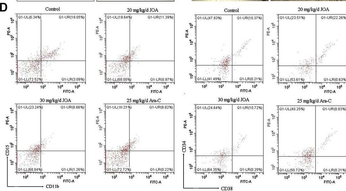 Fig.8.D showing Flow cytometry/Cell sorting in a Mus musculus (House mouse) sample from the publication: Jiyuan oridonin A induces differentiation of acute myeloid leukemia cells including leukemic stem-like cells.
