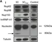 Fig.3.A showing Western Blotting from the publication: Rhinovirus 3C protease facilitates specific nucleoporin cleavage and mislocalisation of nuclear proteins in infected host cells.