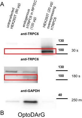 Fig.11.A showing Western Blotting in a Homo sapiens (Human) sample from the publication: Impact of C-Terminal PKC Phosphorylation on TRPC6 Current Kinetics.