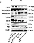 Fig.6.C showing Western Blotting from the publication: CD109 Is a Critical Determinant of EGFR Expression and Signaling, and Tumorigenicity in Squamous Cell Carcinoma Cells.