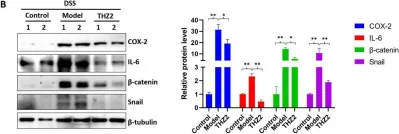 Fig.2.B showing Western Blotting in a Mus musculus (House mouse) sample from the publication: THZ2 Ameliorates Mouse Colitis and Colitis-Associated Colorectal Cancer.