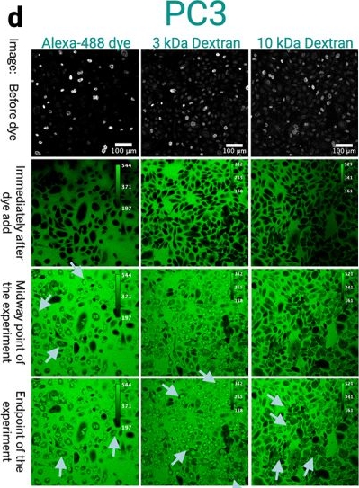 Fig.3.D showing Immunocytochemistry-immunofluorescence from the publication: Passive nuclear transport deviates from Fickian behavior in prostate and breast cell types.