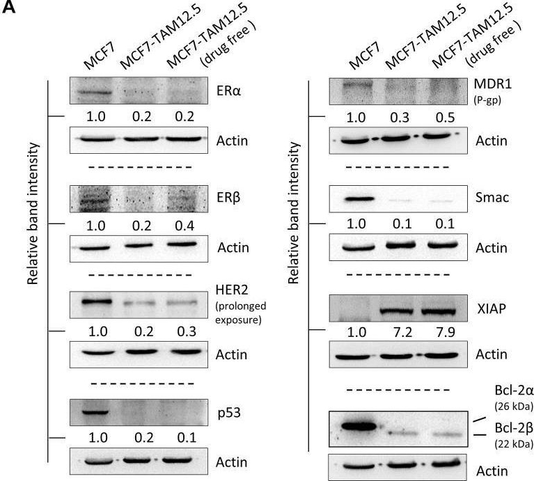 Fig.1.A showing Western Blotting from the publication: Tamoxifen Rechallenge Decreases Metastatic Potential but Increases Cell Viability and Clonogenicity in a Tamoxifen-Mediated Cytotoxicity-Resistant Subline of Human Breast MCF7 Cancer Cells.