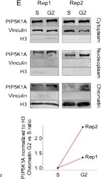 Fig.3.E showing Western Blotting in a Homo sapiens (Human) sample from the publication: Cell Cycle Control of Nuclear Metabolism Couples Phosphatidylinositol Signaling to Histone Methylation.
