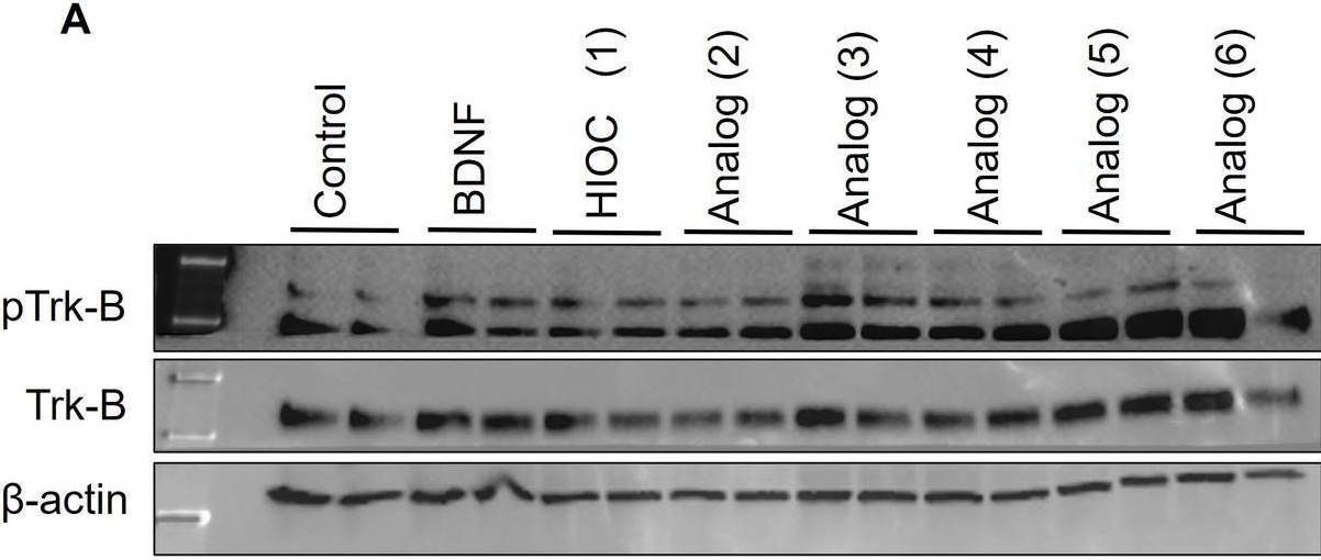 Fig.1.A showing Western Blotting in a Mus musculus (House mouse) sample from the publication: Long-term functional rescue of trauma-induced vision loss by a novel, small molecule TrkB modulator.