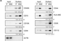 CD54/ICAM-1 (E3Q9N) Rabbit Monoclonal Antibody | Cell Signaling