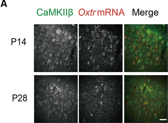 Fig.3.A showing Immunocytochemistry-immunofluorescence in a Mus musculus (House mouse) sample from the publication: Oxytocin Regulates Synaptic Transmission in the Sensory Cortices in a Developmentally Dynamic Manner.