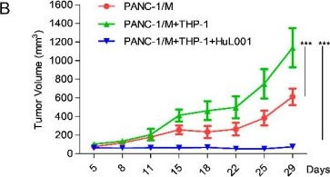 Fig.5.B from the publication: TGFβ Blockade by Inhibition of Enolase-1-Mediated Plasmin Targets Tumor-Associated Macrophages in Pancreatic Ductal Adenocarcinoma.