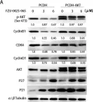 Fig.4.A showing Western Blotting from the publication: Isochromanoindolenines suppress triple-negative breast cancer cell proliferation partially via inhibiting Akt activation.