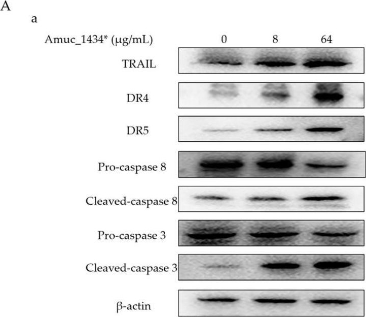 Fig.5.A showing Western Blotting in a Homo sapiens (Human) sample from the publication: Akkermansia muciniphila Aspartic Protease Amuc_1434* Inhibits Human Colorectal Cancer LS174T Cell Viability via TRAIL-Mediated Apoptosis Pathway.