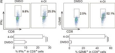 Fig.1.E showing Flow cytometry/Cell sorting in a Mus musculus (House mouse) sample from the publication: Cancer cell-intrinsic biosynthesis of itaconate promotes tumor immunogenicity.