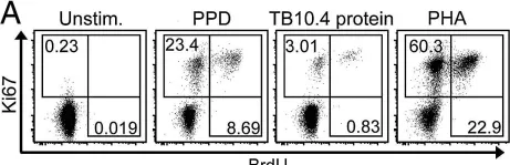 Fig.2.A showing Flow cytometry/Cell sorting from the publication: Novel application of Ki67 to quantify antigen-specific in vitro lymphoproliferation.