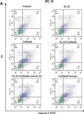 Fig.3.A showing Flow cytometry/Cell sorting from the publication: IL-22 Confers EGFR-TKI Resistance in NSCLC via the AKT and ERK Signaling Pathways.