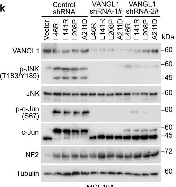 Fig.7.K showing Western Blotting from the publication: Functional annotation of the Hippo pathway somatic mutations in human cancers.