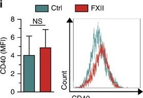 Fig.7.I showing Flow cytometry/Cell sorting in a Homo sapiens (Human) sample from the publication: Blood coagulation factor XII drives adaptive immunity during neuroinflammation via CD87-mediated modulation of dendritic cells.