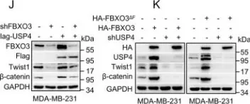 Fig.3.J showing Western Blotting from the publication: FBXO3 stabilizes USP4 and Twist1 to promote PI3K-mediated breast cancer metastasis.