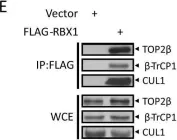 Fig.1.E showing Western Blotting in a Homo sapiens (Human) sample from the publication: SCFβ-TrCP-mediated degradation of TOP2β promotes cancer cell survival in response to chemotherapeutic drugs targeting topoisomerase II.