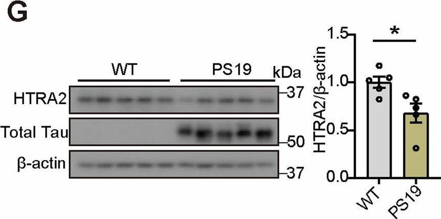 Fig.4.G showing Western Blotting from the publication: Electrophysiology-based screening identifies neuronal HtrA serine peptidase 2 (HTRA2) as a synaptic plasticity regulator participating in tauopathy.