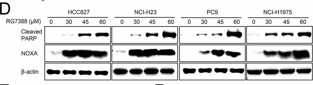 Fig.3.D showing Western Blotting from the publication: Repurposing MDM2 inhibitor RG7388 for TP53-mutant NSCLC: a p53-independent pyroptotic mechanism via ROS/p-p38/NOXA/caspase-3/GSDME axis.