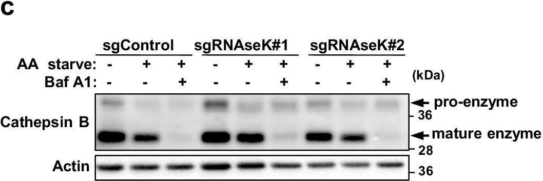 Fig.3.C showing Western Blotting from the publication: The V-ATPase complex component RNAseK is required for lysosomal hydrolase delivery and autophagosome degradation.