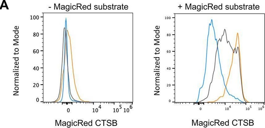 Fig.3.A showing Flow cytometry/Cell sorting in a Mus musculus (House mouse) sample from the publication: Mycobacterium tuberculosis resides in lysosome-poor monocyte-derived lung cells during chronic infection.