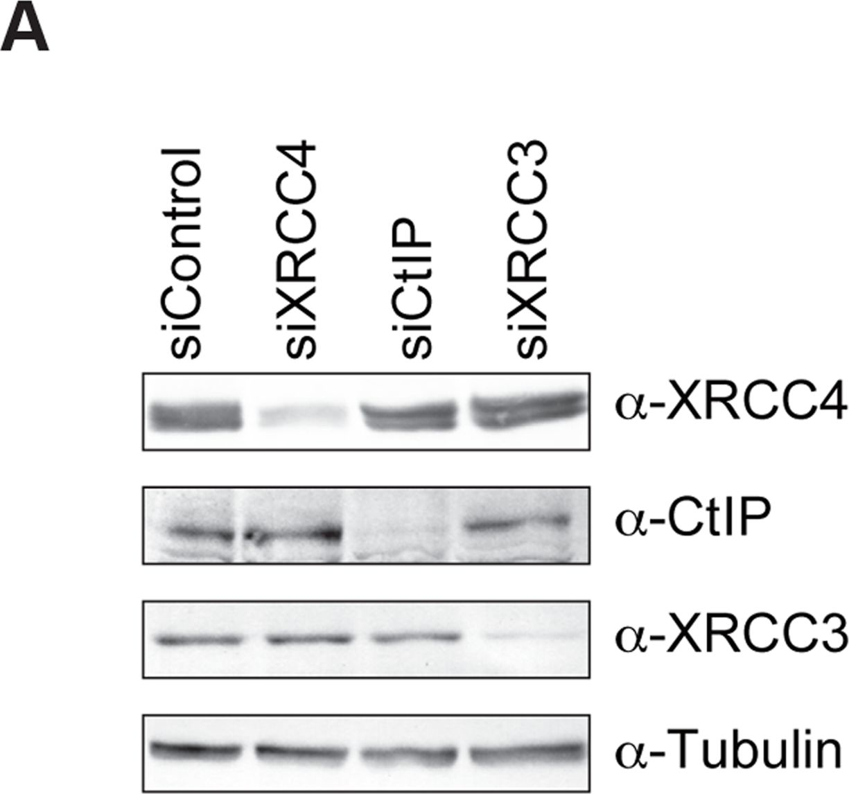 Fig.3.A showing Western Blotting in a Homo sapiens (Human) sample from the publication: Canonical non-homologous end joining in mitosis induces genome instability and is suppressed by M-phase-specific phosphorylation of XRCC4.