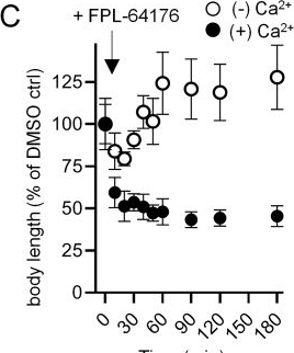Fig.2.C from the publication: Anti-schistosomal action of the calcium channel agonist FPL-64176.