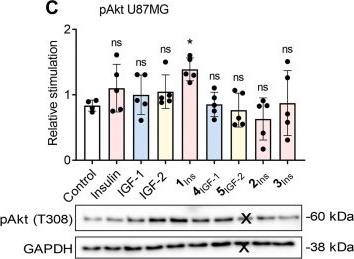 Fig.3.C showing Western Blotting from the publication: An engineered insulin analog with dual insulin and IGF-1 receptor agonism and distinct signaling.