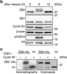 Fig.1.B,C showing Western Blotting in a Homo sapiens (Human) sample from the publication: Phosphorylation of EB2 by Aurora B and CDK1 ensures mitotic progression and genome stability.