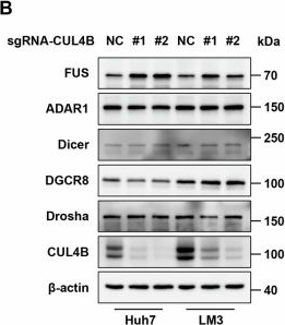 Fig.4.B showing Western Blotting from the publication: CUL4B promotes hepatocellular carcinoma progression and oxaliplatin resistance by facilitating FUS degradation.